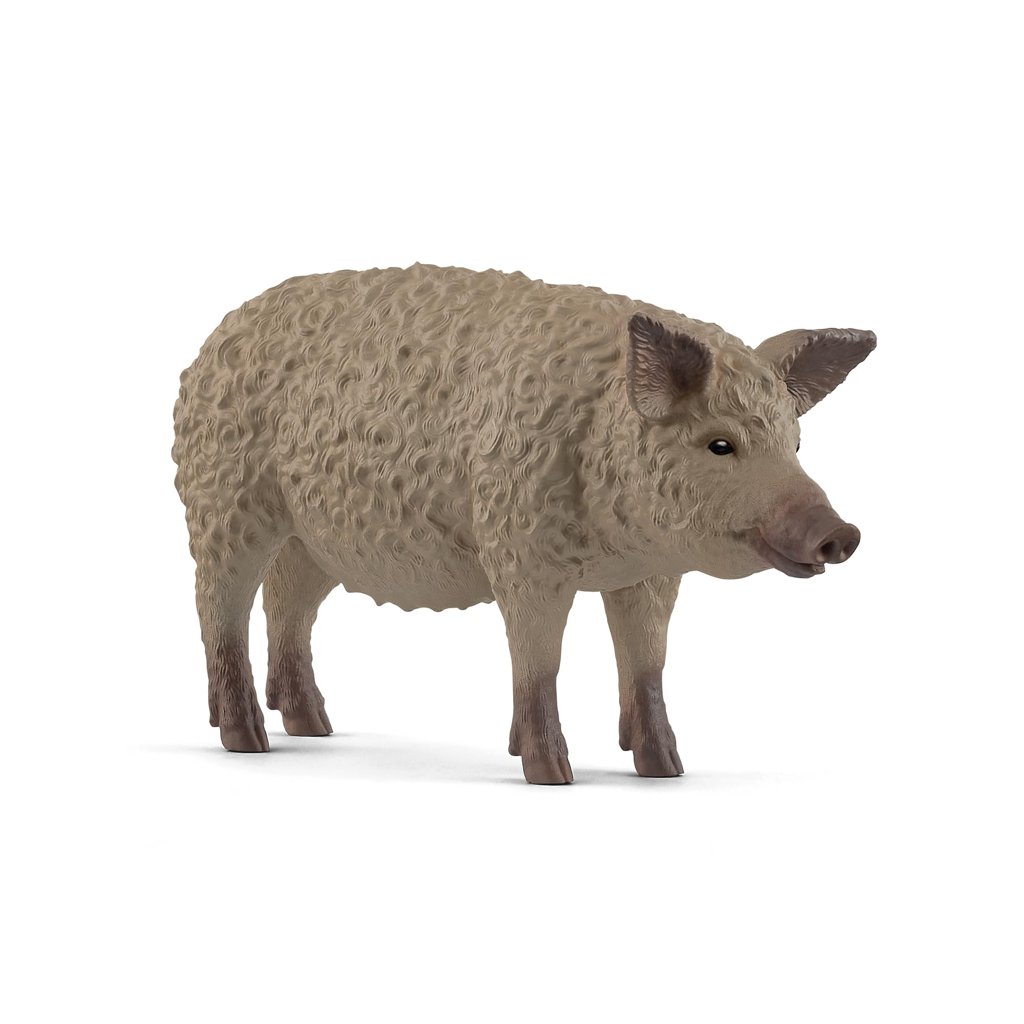 Cerdo lanudo a precio de rebaja