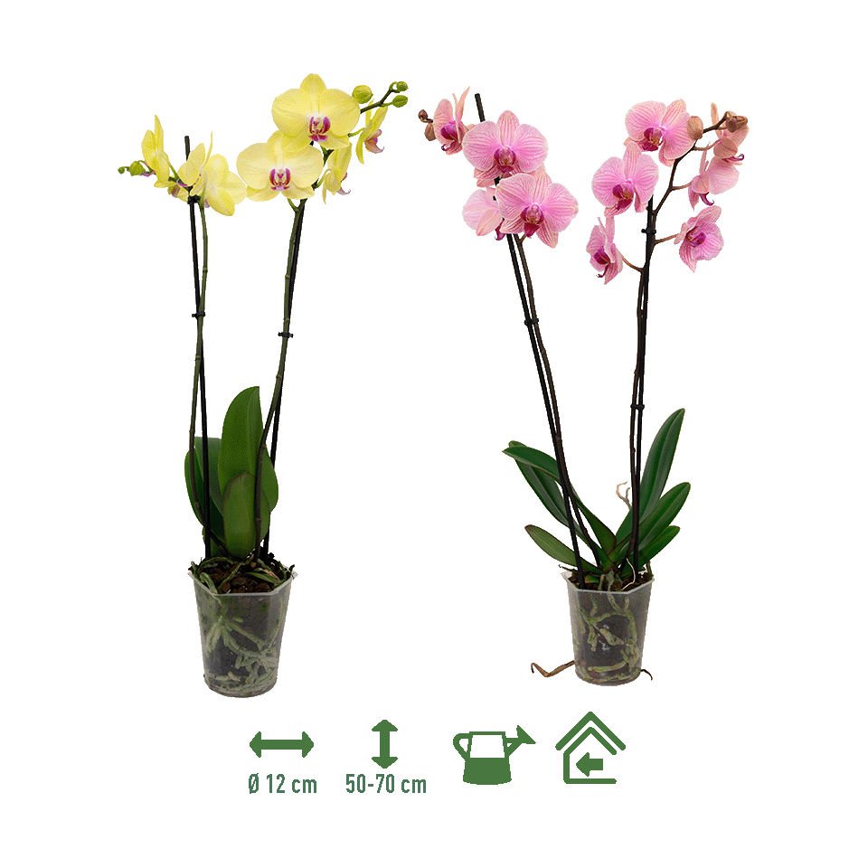 Orquídeas de dos tallos: frescura y color en tu hogar