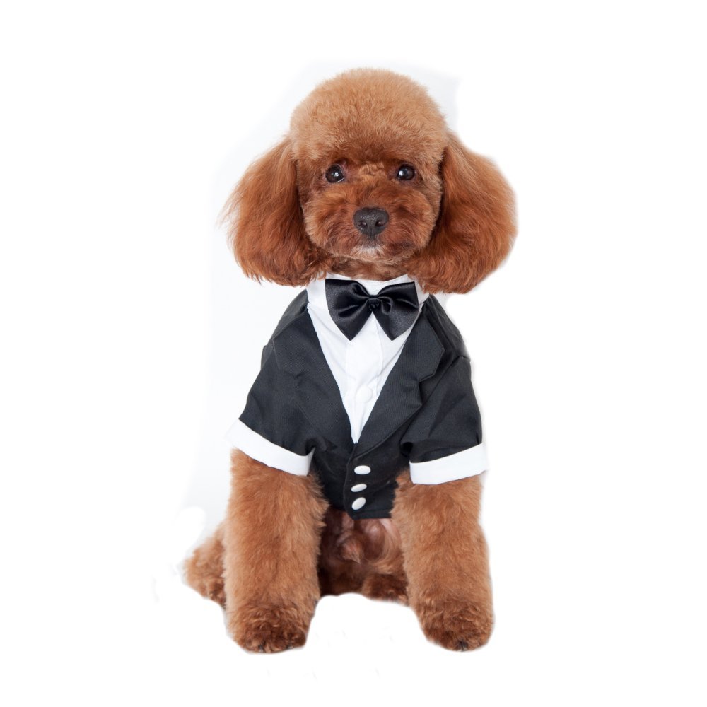 Traje elegante para perros: estilo y comodidad