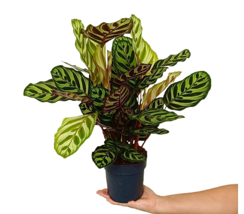 Calathea Makoyana barata