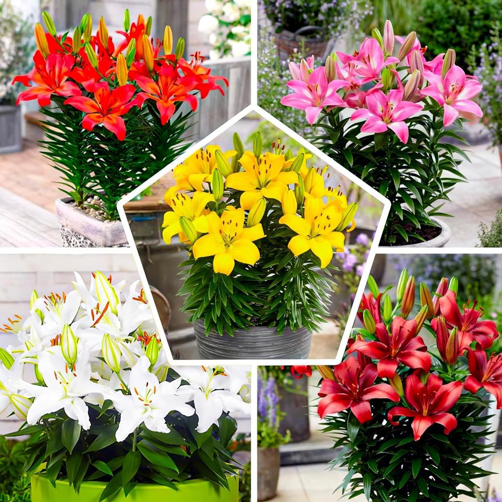 Colección de 15 bulbos de lirio de jardín Matrix, mezcla de 5 variedades 3 de cada color,bulbos de flores pere