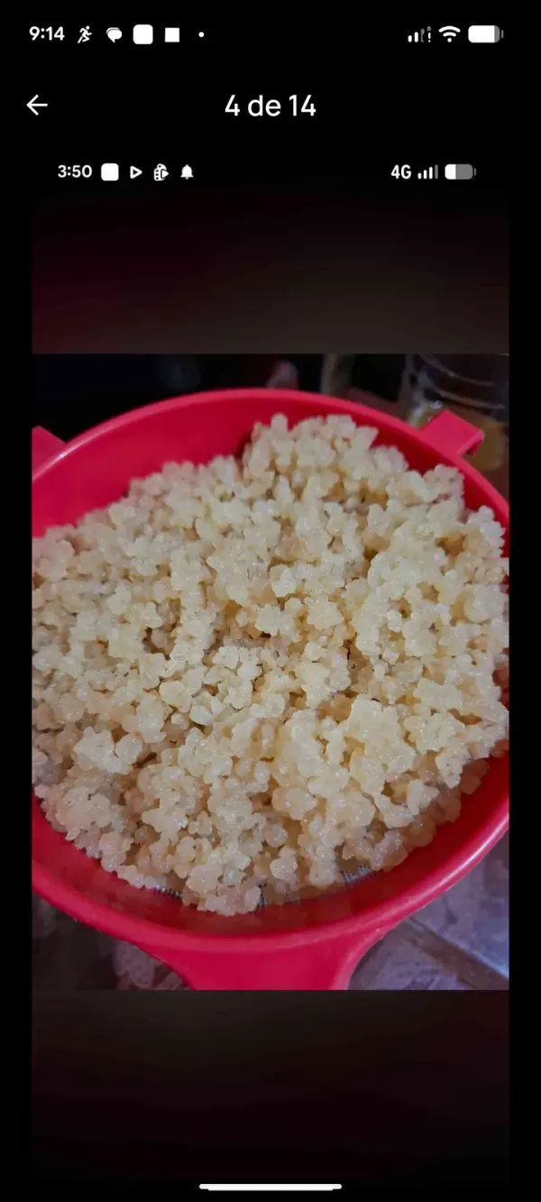 tibicos de agua organicos naturales